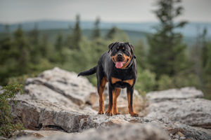 Pet Photography WV Adventure
