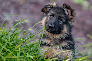 Puppy Pet Photography WV