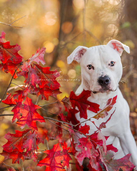 Pawparrazi Pet Portrait
